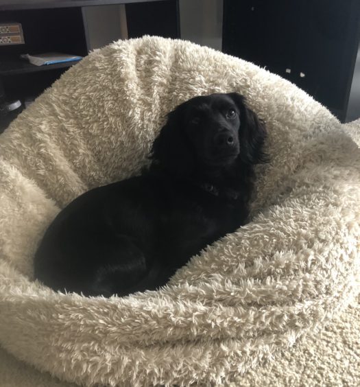 A black dog laying in a dog bed.