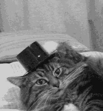 A cat wearing a black hat gif.