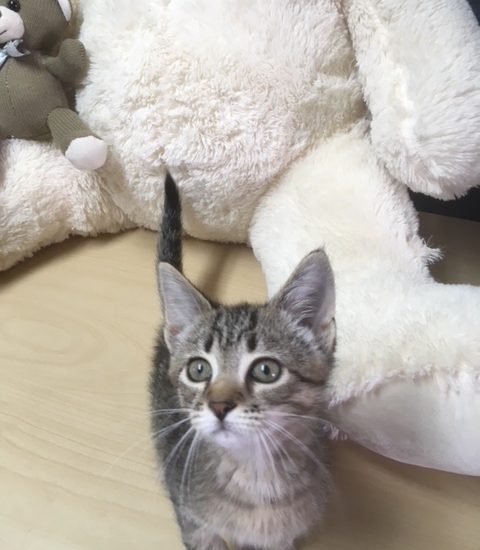 A kitten is sitting in front of a large teddy bear.