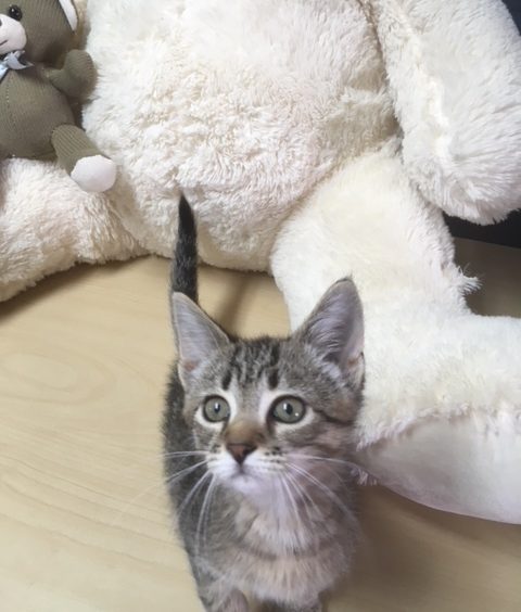 A kitten is sitting in front of a large teddy bear.