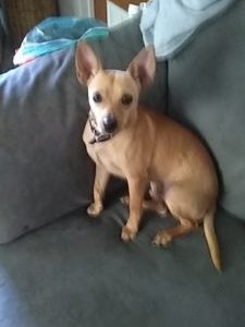 Coco-Adopted