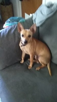 A small chihuahua sitting on a couch.