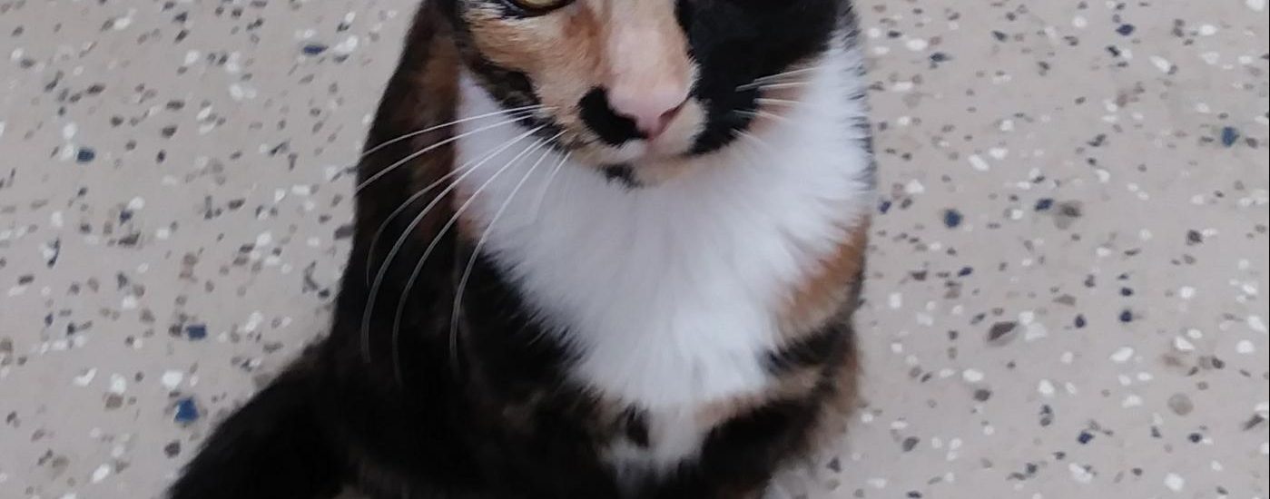 A calico cat sitting on a tile floor.