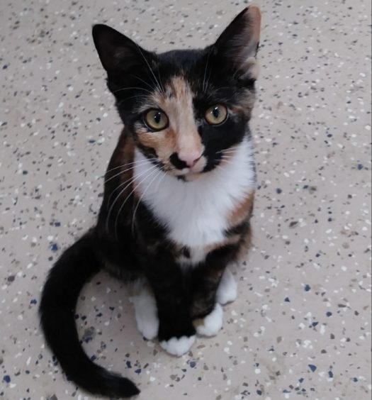 A calico cat sitting on a tile floor.