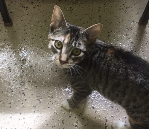 A tabby cat standing on a tile floor.