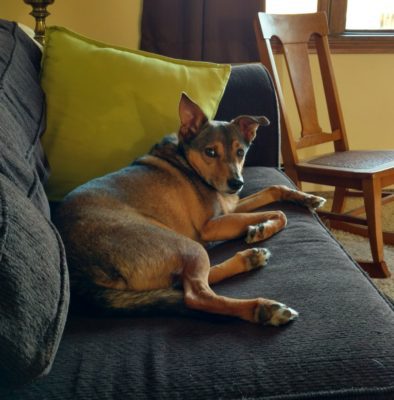 A dog laying on a couch in a living room.