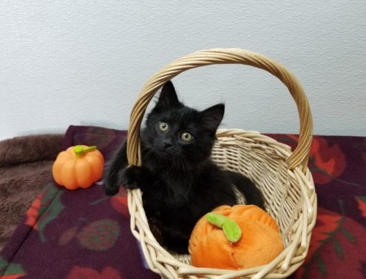 A black cat on a wooden basket with pumpkin toys