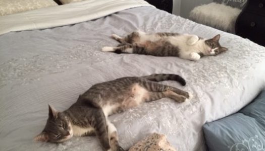 Happy Tails-Rocky & Pinky Update