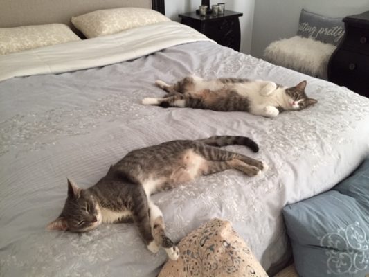 Two cats laying on a bed in a bedroom.