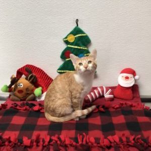 Nutmeg – Adopted!