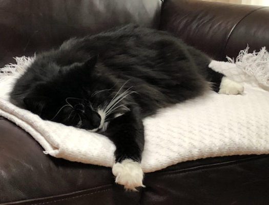 A black and white cat sleeping on top of a white blanket.