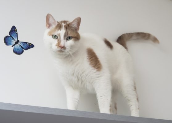 A cat standing on top of a shelf with a butterfly on it.