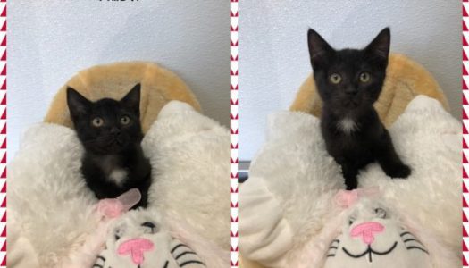 Willow & Hawthorne – Adopted