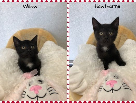 Two pictures of a black kitten sitting on a teddy bear.