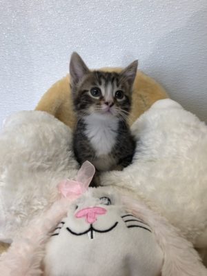 A small kitten in between pillows