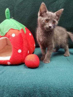 A gray kitten standing next to a stuffed strawberry.