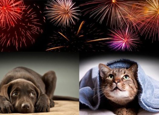 A cat and a dog with fireworks above