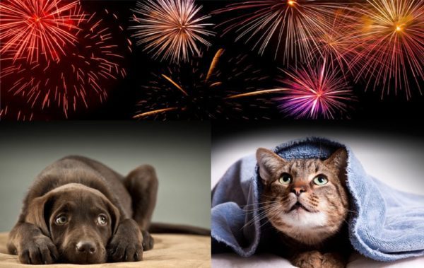 A cat and a dog with fireworks above