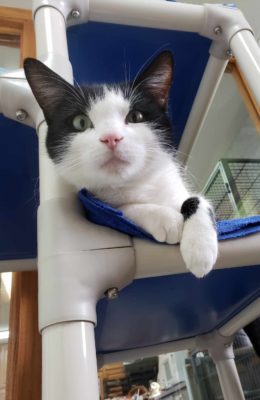 A black and white cat laying on top of a blue cat tree.