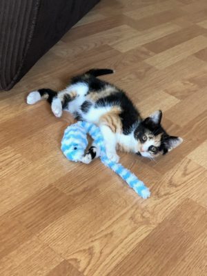 A calico kitten playing with a toy on the floor.