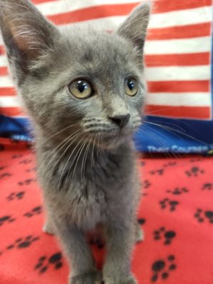 A gray kitten sitting on top of an american flag.