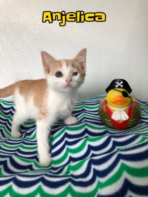 An orange and white kitten standing next to a rubber duck.