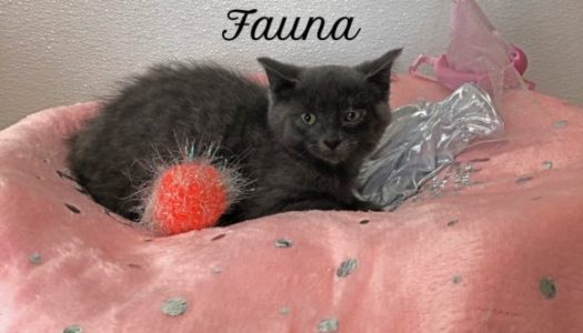 Fauna – Adopted