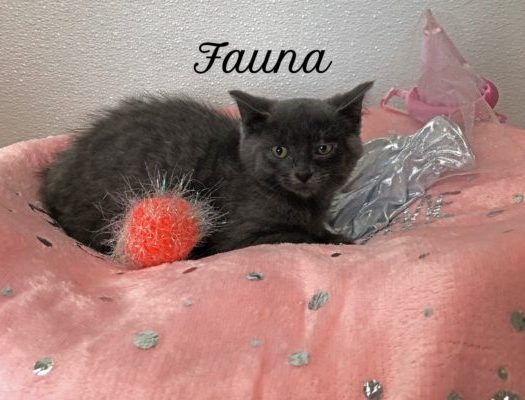A gray kitten laying in a pink bed with a teddy bear.