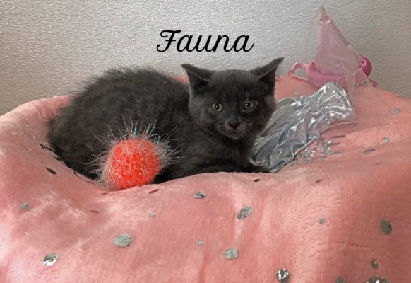 A gray kitten laying in a pink bed with a teddy bear.