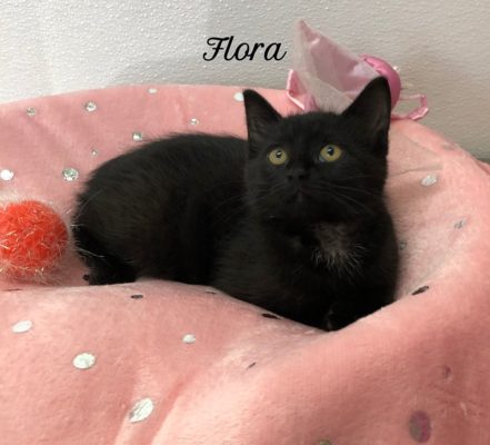 A black cat sitting on a pink bed