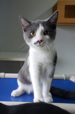 A grey and white cat sitting on a blue table.
