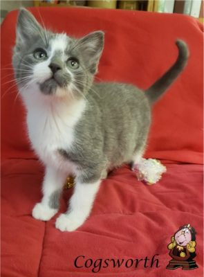A grey and white kitten sitting on a red couch.