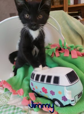 A black cat standing ona bed with a car toy