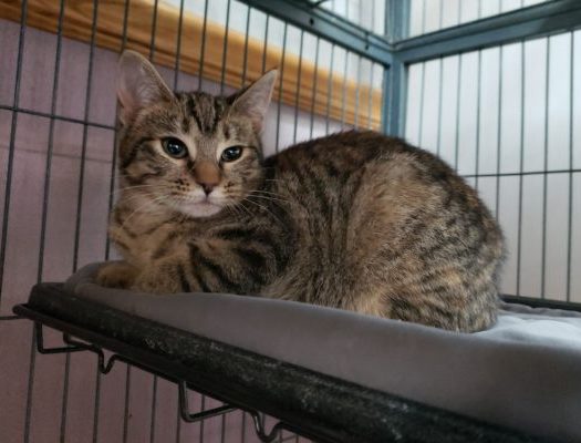 A tabby cat sitting on top of a bed in a cage.
