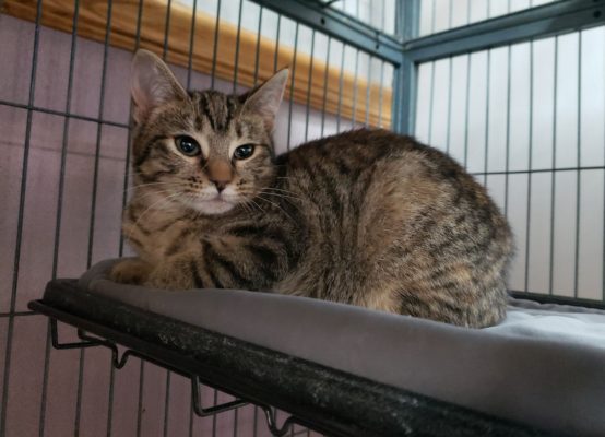 A tabby cat sitting on top of a bed in a cage.