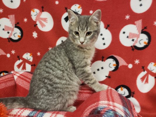A gray tabby kitten sitting on a red blanket.