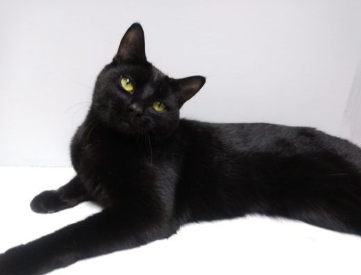 A black cat laying on a white surface.