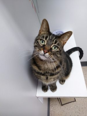 A tabby cat is sitting on a table in a room.