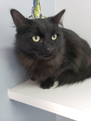 A black cat sitting on a shelf with a butterfly on it.