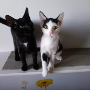 Kermit & Gonzo ADOPTED