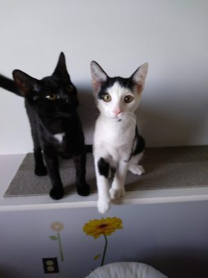 Two black and white cats standing next to each other.