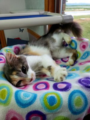 A calico cat laying on top of a colorful blanket.