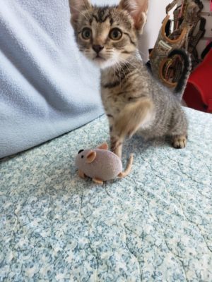 A kitten is playing with a toy mouse.