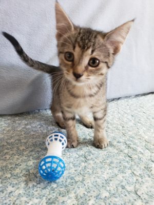 A kitten is standing next to a blue toy.
