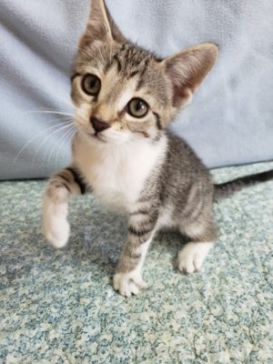 A gray and white kitten standing on a blue blanket.
