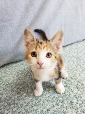A small kitten standing on top of a bed.