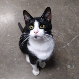 Figaro ADOPTED
