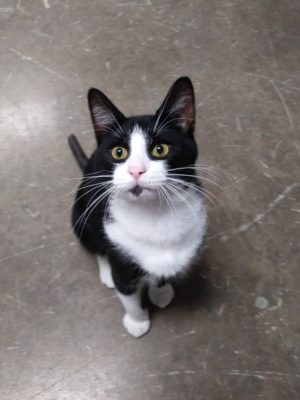A black and white cat sitting on the floor