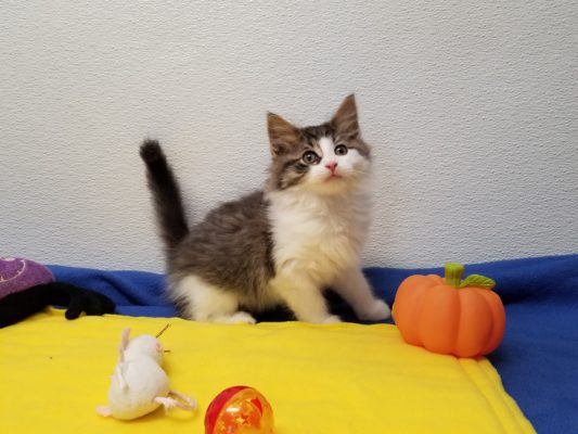 A grey and white kitten sitting on a yellow blanket.