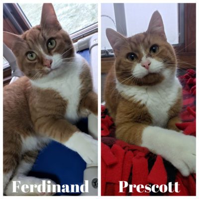 two cats ferdinand and prescott